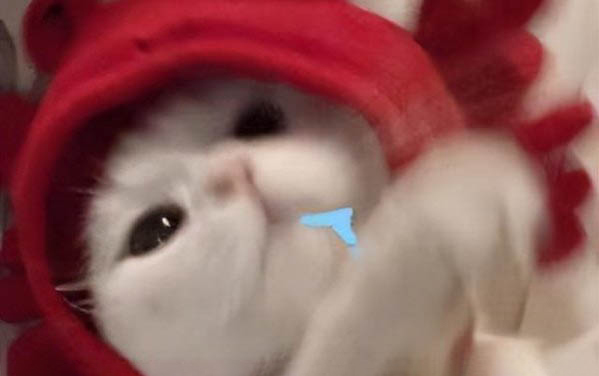 小猫粘人不肯自己睡