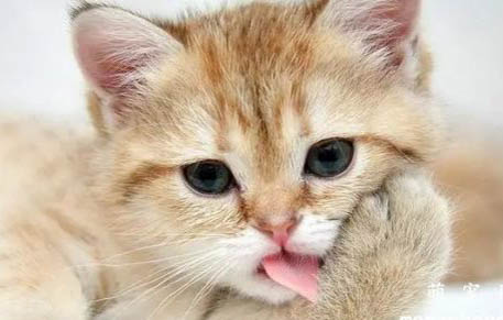 猫在冬天出门会感冒吗?