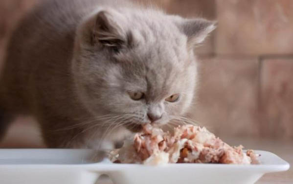 猫咪下嘴唇长了红点小泡可能的原因