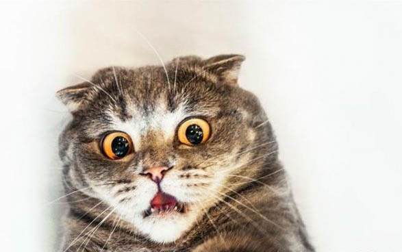 猫咪骨裂多长时间能好