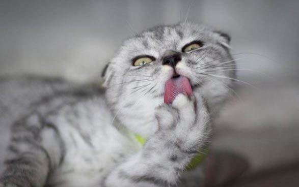 养了猫咪后身上痒是什么原因