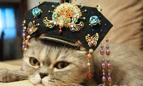 猫咪耳朵凉嗜睡没精神
