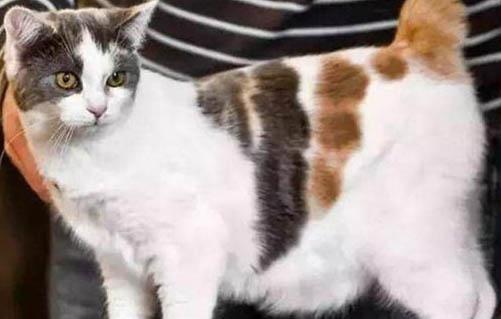 猫咪疝气症状都有哪些表现
