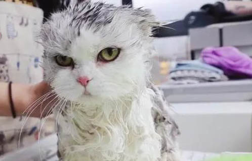 猫咪生完肚子还是很大