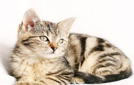 金点猫和金渐层猫哪个贵