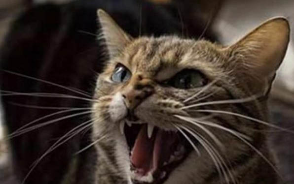 新生小猫饿多久会死