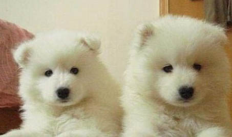 萨摩耶犬毛发不亮的原因及处理方法
