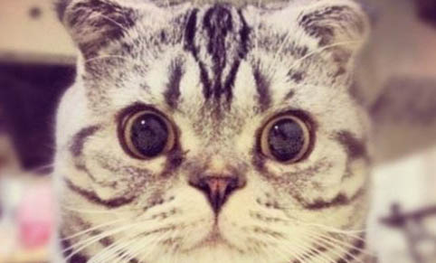 猫咪一天吃几个罐头