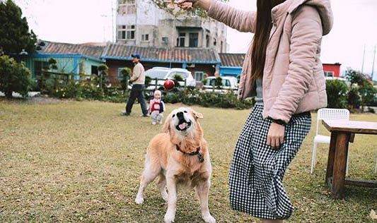 狗狗四脚朝天扭动的原因及处理方法