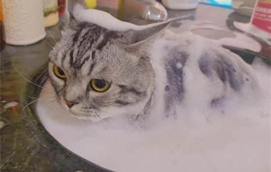 请问猫咪呕吐的原因及处理方法