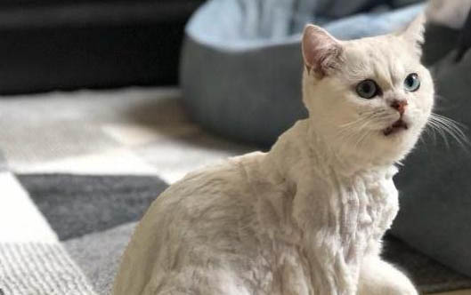 小猫吃完猫粮突然吐了是为啥