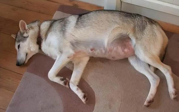 母狗做完绝育后如何护理