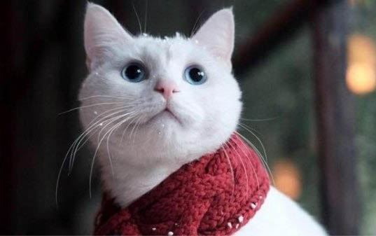 猫咪绝育后呕吐会持续多久
