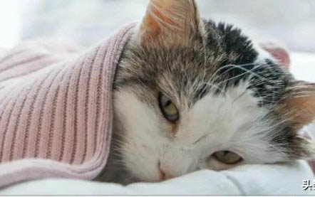 得了猫瘟的猫咪还能活多久