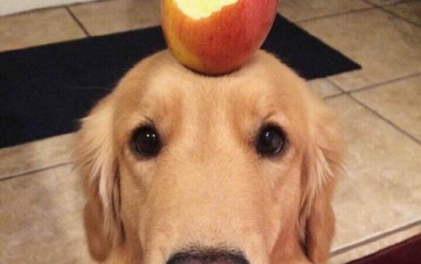 哪里有金毛幼犬卖