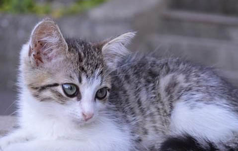 猫咪呕吐不吃饭的原因