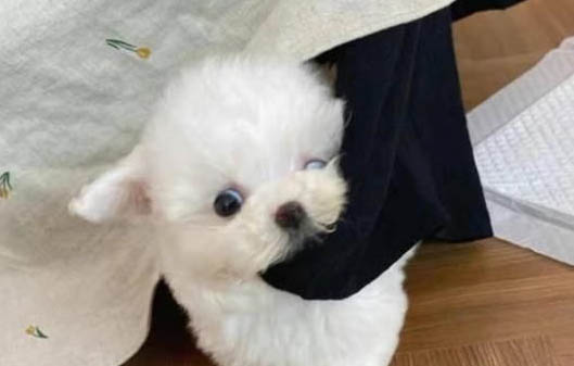 小狗可以吃面包吗