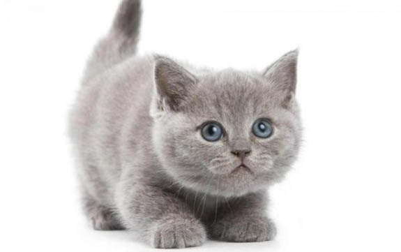 饲养一个月的小猫注意事项