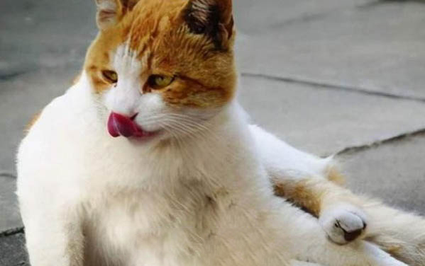 五种受欢迎的猫咪