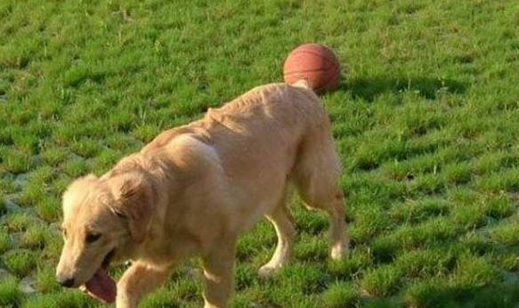 大型犬怎么托运