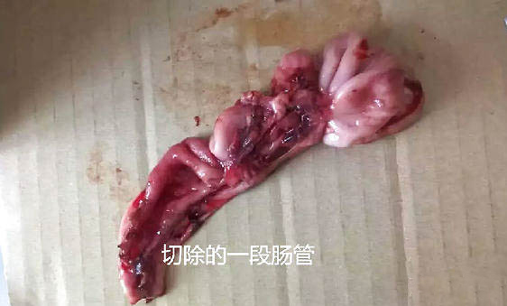 泰迪狗感冒可以吃999感冒药吗