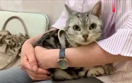 猫咪吐出黄黄的东西