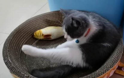 猫的寿命怎么算?