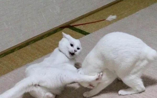 大猫会吃自己的小猫吗