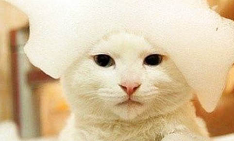 猫咪体内有虫子是什么症状