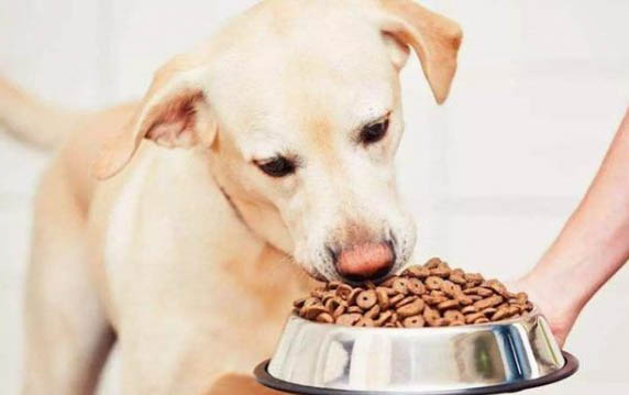 狗狗拉屎拉不出来咋办