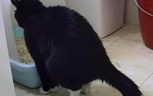 猫咪胡须下垂