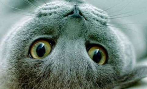 猫咪突然不在猫砂里拉尿怎么办