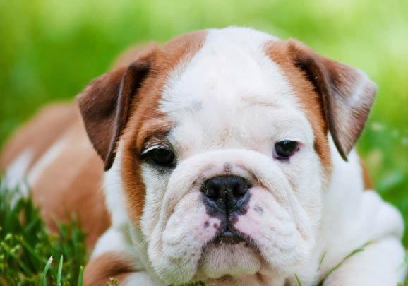 英国斗牛犬干咳的原因及处理方法