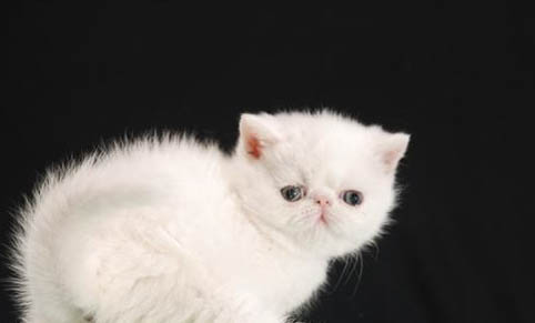 猫咪一直发抖