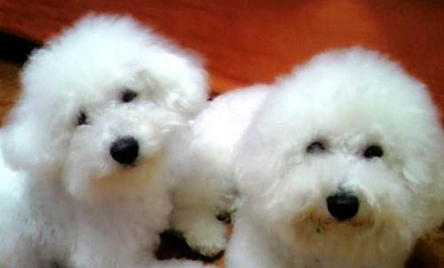 比熊犬狗粮哪个牌子好