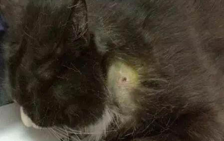 小猫喝牛奶拉稀怎么办？