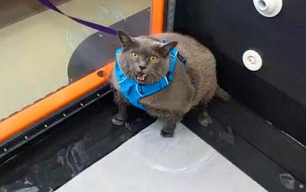 猫咪毛球症晚期症状