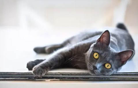 英短蓝猫吐白沫的原因及处理方法