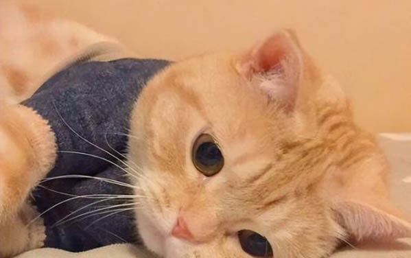 小猫咪为什么会咬人