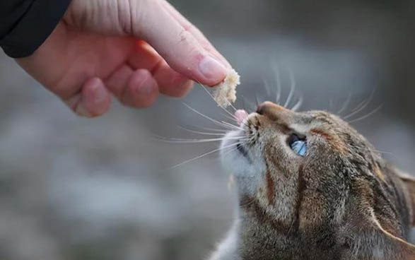 猫咪上火眼睛的症状
