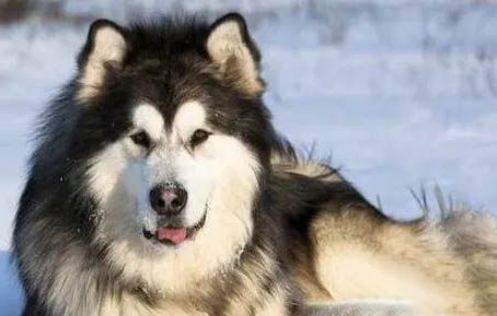 阿拉斯加雪橇犬长期拉肚子