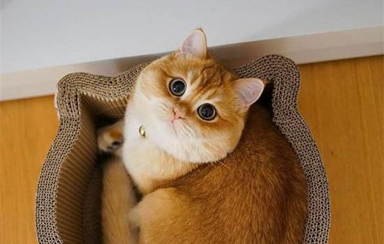猫咪吐水怎么回事