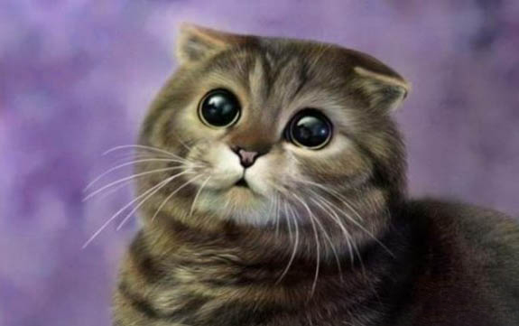 折耳猫耳朵可以立起来吗