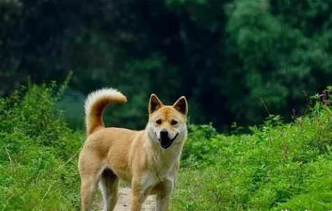 为什么狗狗一喝酸奶就吐呢