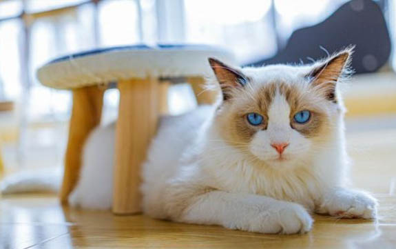 猫咪频繁舔毛是不是有虫