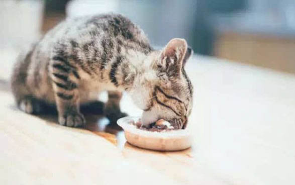 三个月小猫公母分辨图