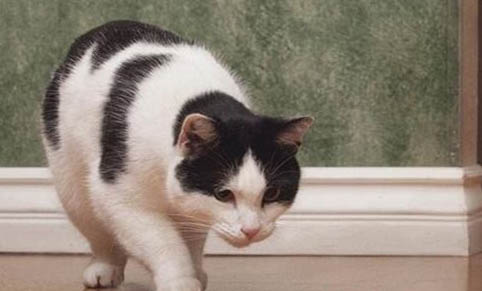 猫咪为什么会趴在地上一直叫