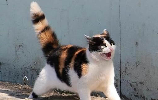 猫咪大便失禁在家掉屎