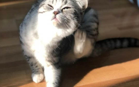 猫咪流鼻血还打喷嚏是上火吗
