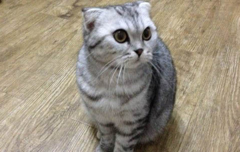 银渐层和银点区别是什么?